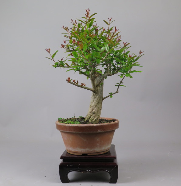 Bonsai de granado