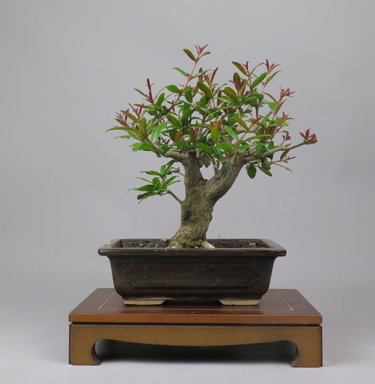 Bonsai de granado