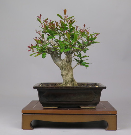Bonsai de granado