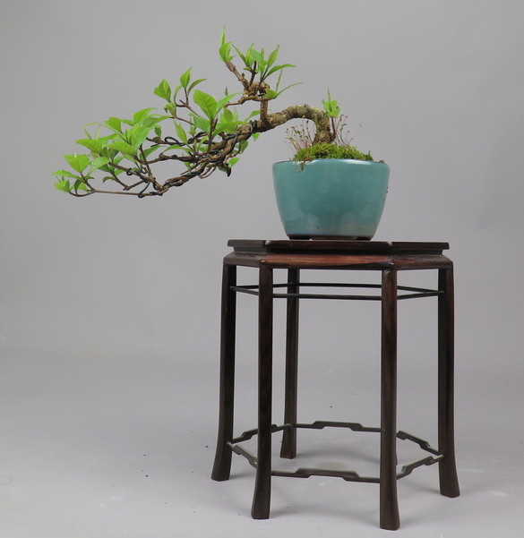 Bonsai de callicarpa