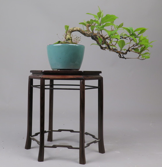 Bonsai de callicarpa