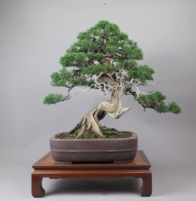Bonsai de Juniperus chinensis