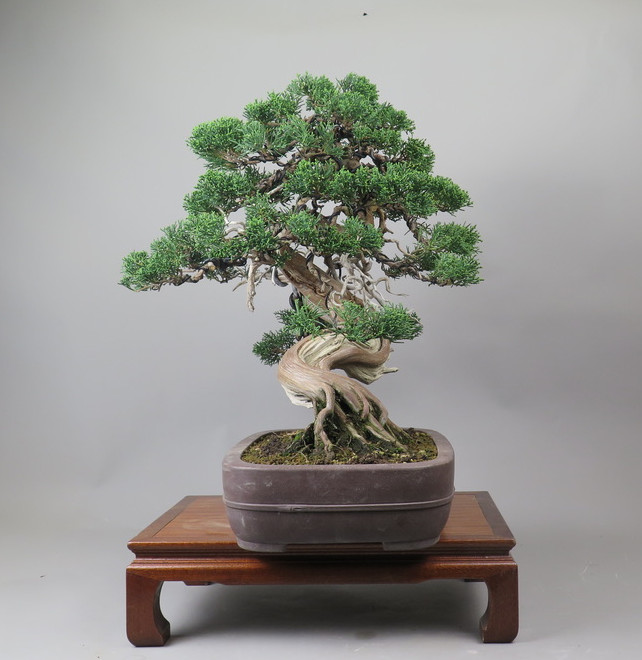 Bonsai de Juniperus chinensis