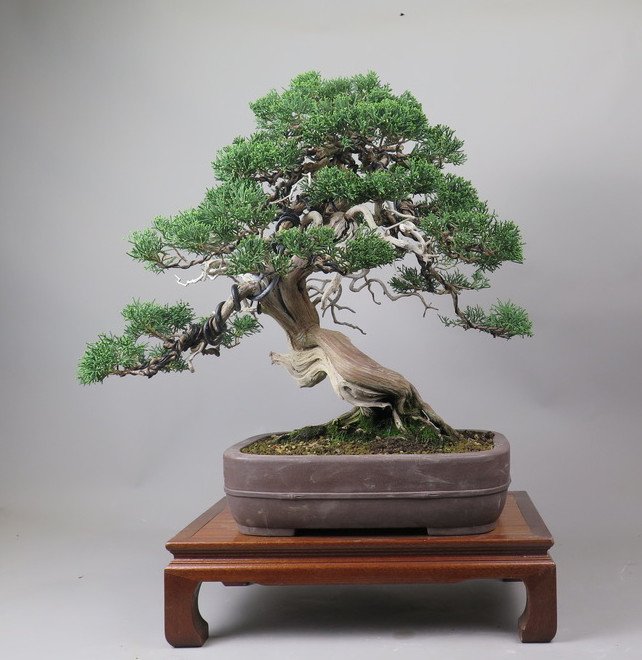 Bonsai de Juniperus chinensis