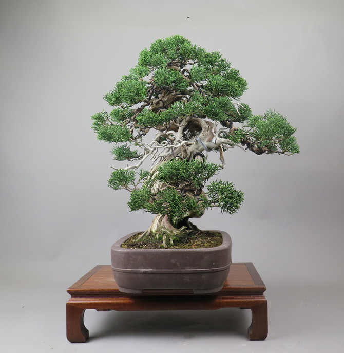 Bonsai de Juniperus chinensis