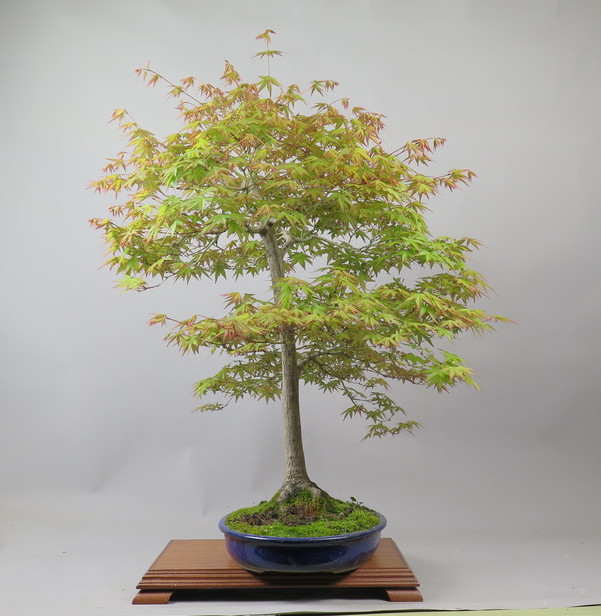 Bonsai de Acer palmatum