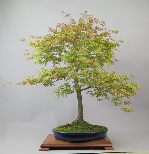 Bonsai de Acer palmatum