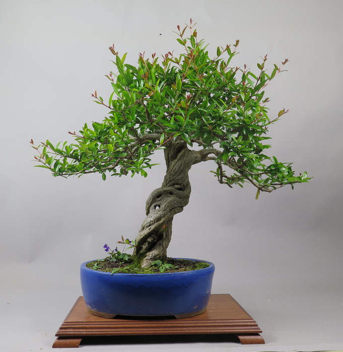 Bonsai de granado