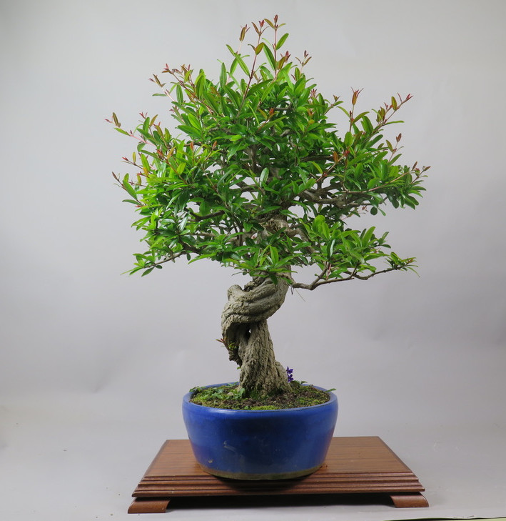 Bonsai de granado