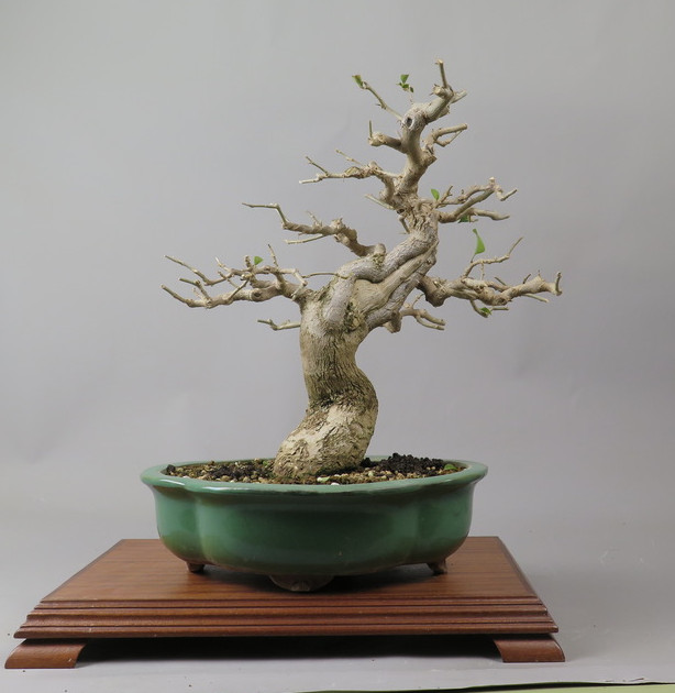 Bonsai de Bouganvillea
