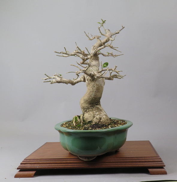 Bonsai de Bouganvillea
