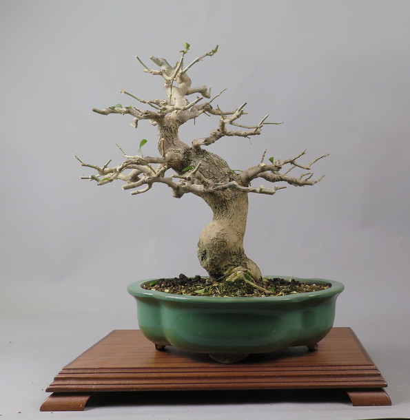Bonsai de Bouganvillea