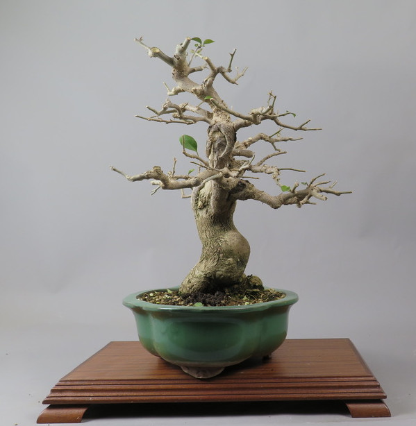 Bonsai de Bouganvillea