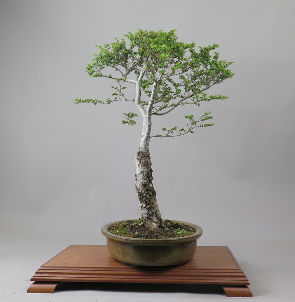 Bonsai de olmo de hokkaido
