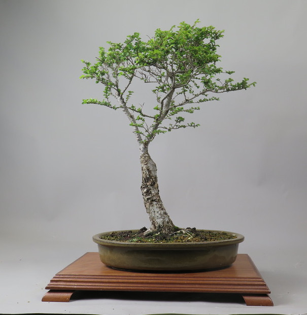 Bonsai de olmo de hokkaido