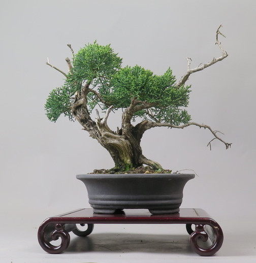 Bonsai de Juniperus chinensis