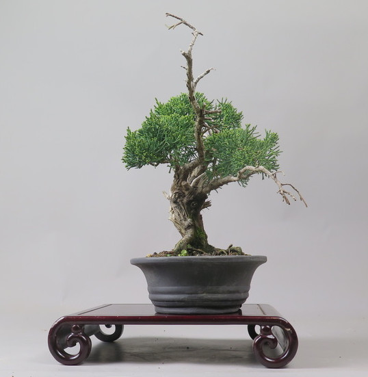 Bonsai de Juniperus chinensis