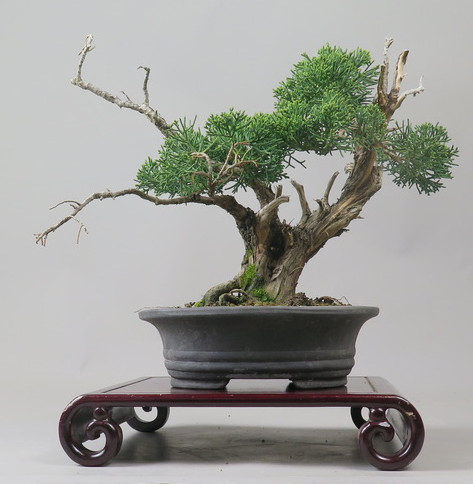 Bonsai de Juniperus chinensis