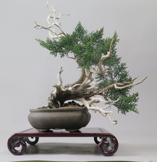 Bonsai de Juniperus chinensis