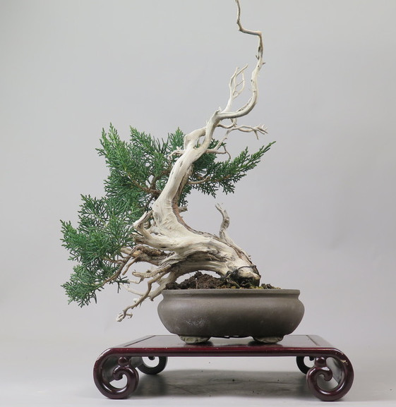 Bonsai de Juniperus chinensis