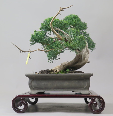 Bonsai de Juniperus chinensis