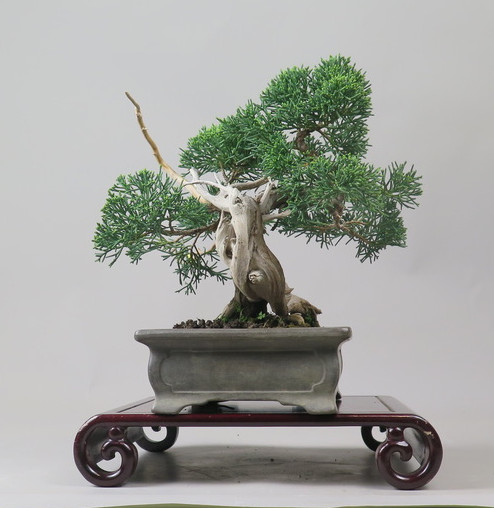 Bonsai de Juniperus chinensis