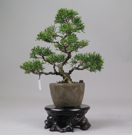 Bonsai de Juniperus chinensis