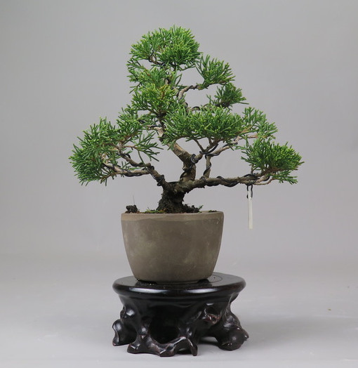 Bonsai de Juniperus chinensis