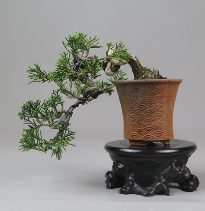 Bonsai de Juniperus chinensis