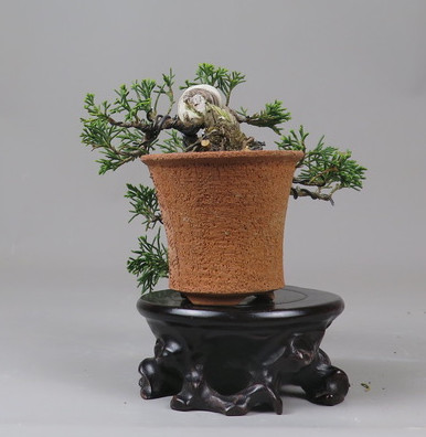 Bonsai de Juniperus chinensis