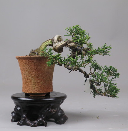 Bonsai de Juniperus chinensis