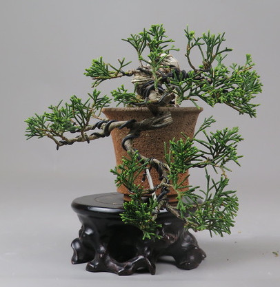 Bonsai de Juniperus chinensis