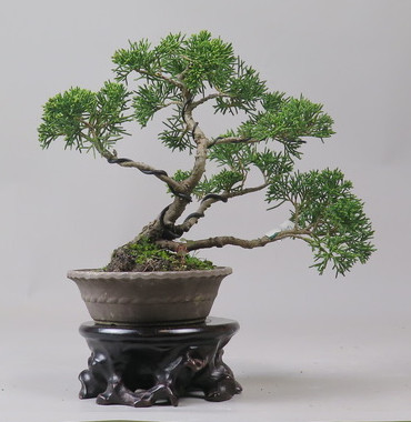 Bonsai de Juniperus chinensis