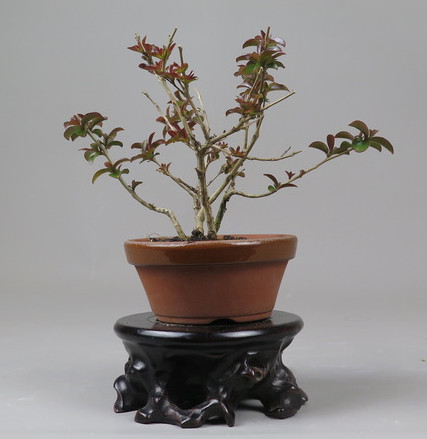 Bonsai de Lagerstroemia