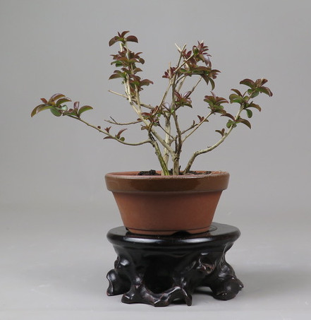 Bonsai de Lagerstroemia