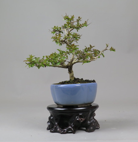 Bonsai de Lagerstroemia