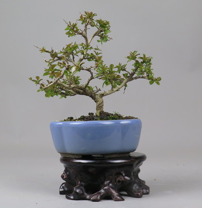 Bonsai de Lagerstroemia