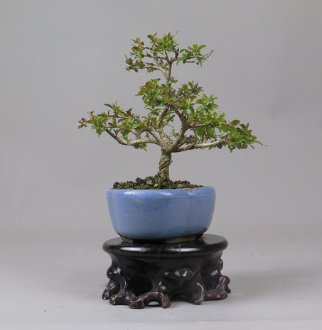 Bonsai de Lagerstroemia