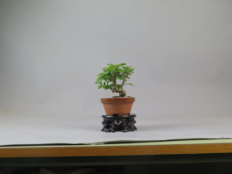 Bonsai de Celkova Nire