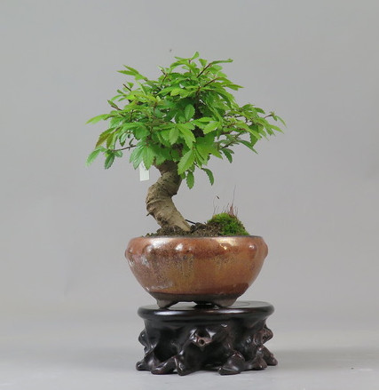 Bonsai de Celkova Nire