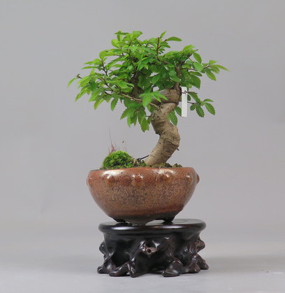 Bonsai de Celkova Nire