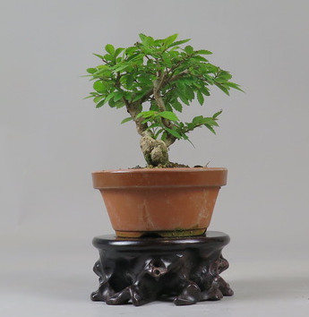 Bonsai de Celkova Nire