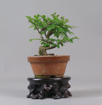 Bonsai de Celkova Nire