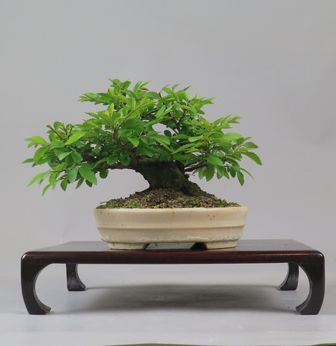 Bonsai de Celkova Nire