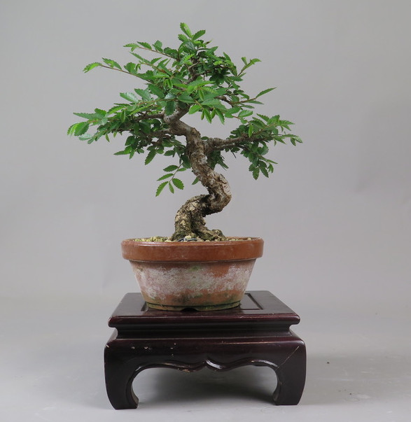 Bonsai de Celkova Nire
