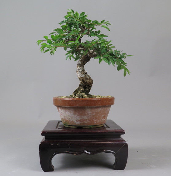 Bonsai de Celkova Nire