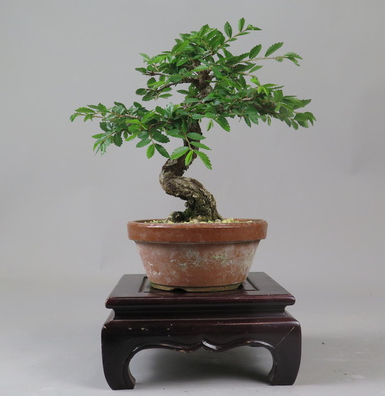 Bonsai de Celkova Nire