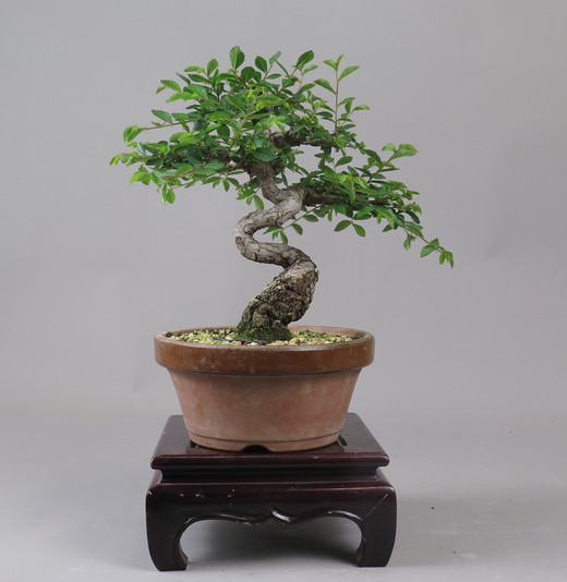 Bonsai de Celkova Nire