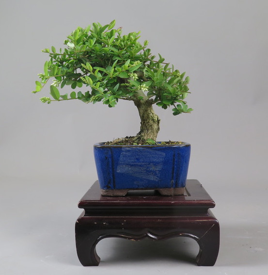 Bonsai de Ligustrum
