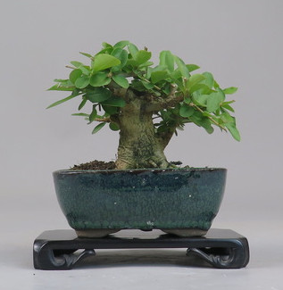 Bonsai de Ligustrum